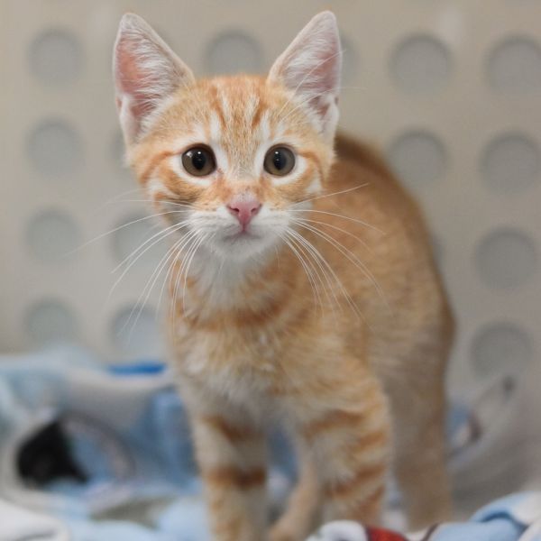 Pet Image