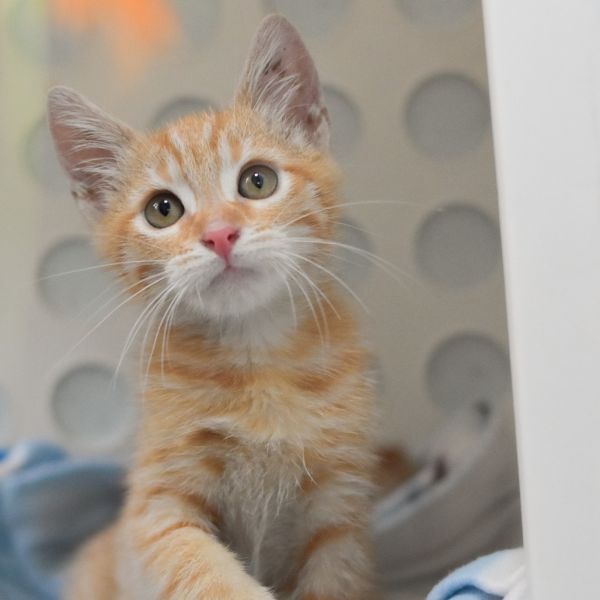 Pet Image