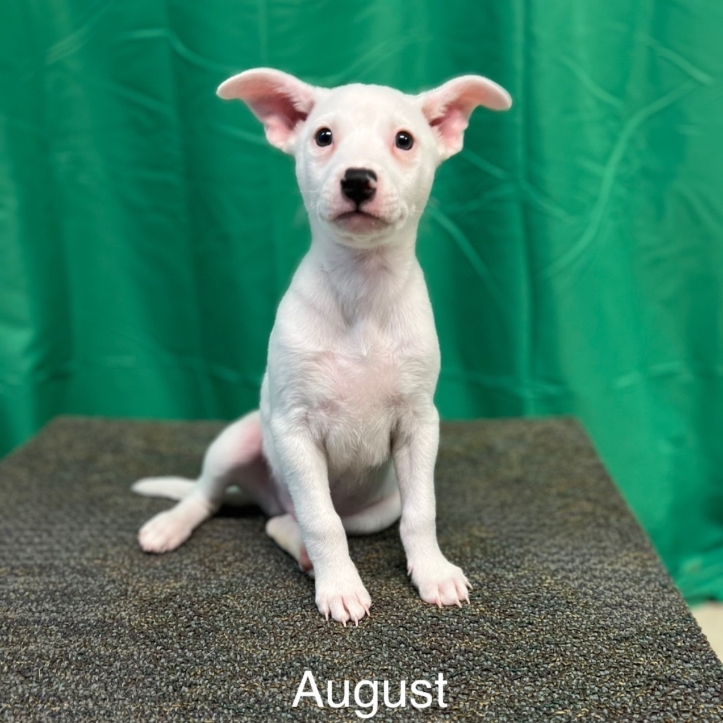 August