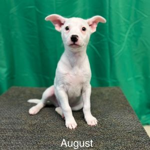 August, Baby Male Mixed Breed