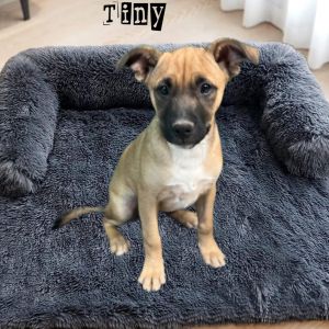 Tiny, Baby Male Mixed Breed