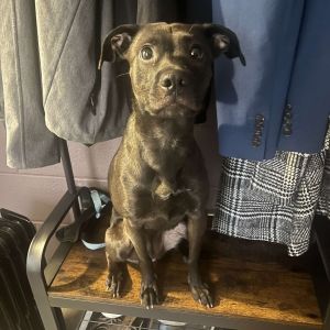 Cleo, Adult Female Mixed Breed