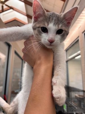 Fearless, Baby Male Domestic Short Hair