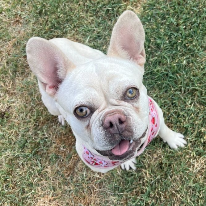 Pepita