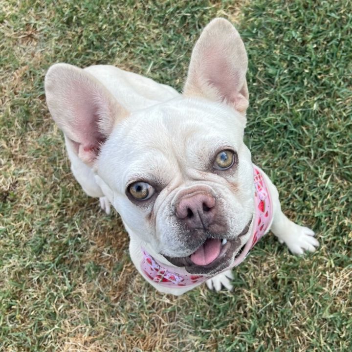 Pepita 1