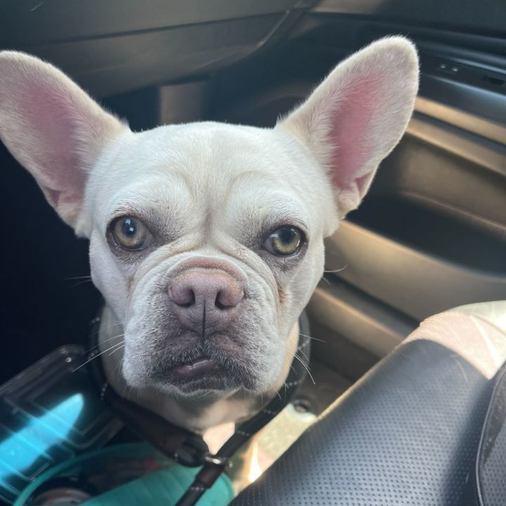 Pepita 2