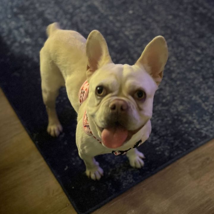 Pepita 4