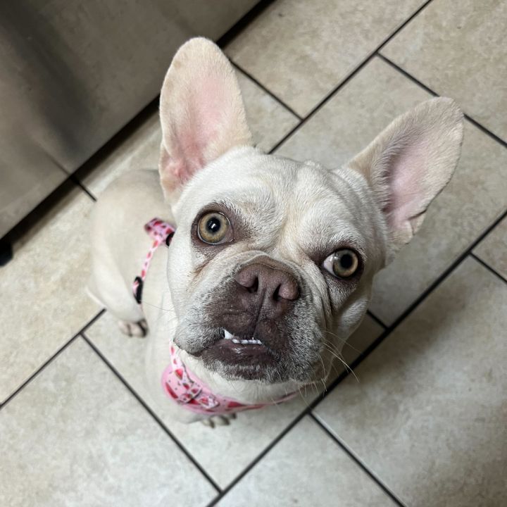 Pepita 5