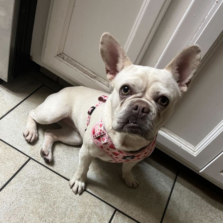 Pepita 6