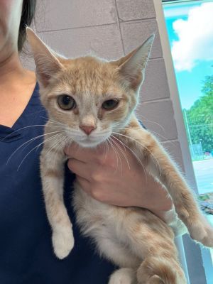 Chameleon, Baby Male Domestic Short Hair