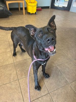 Sophia, Adult Female Mixed Breed