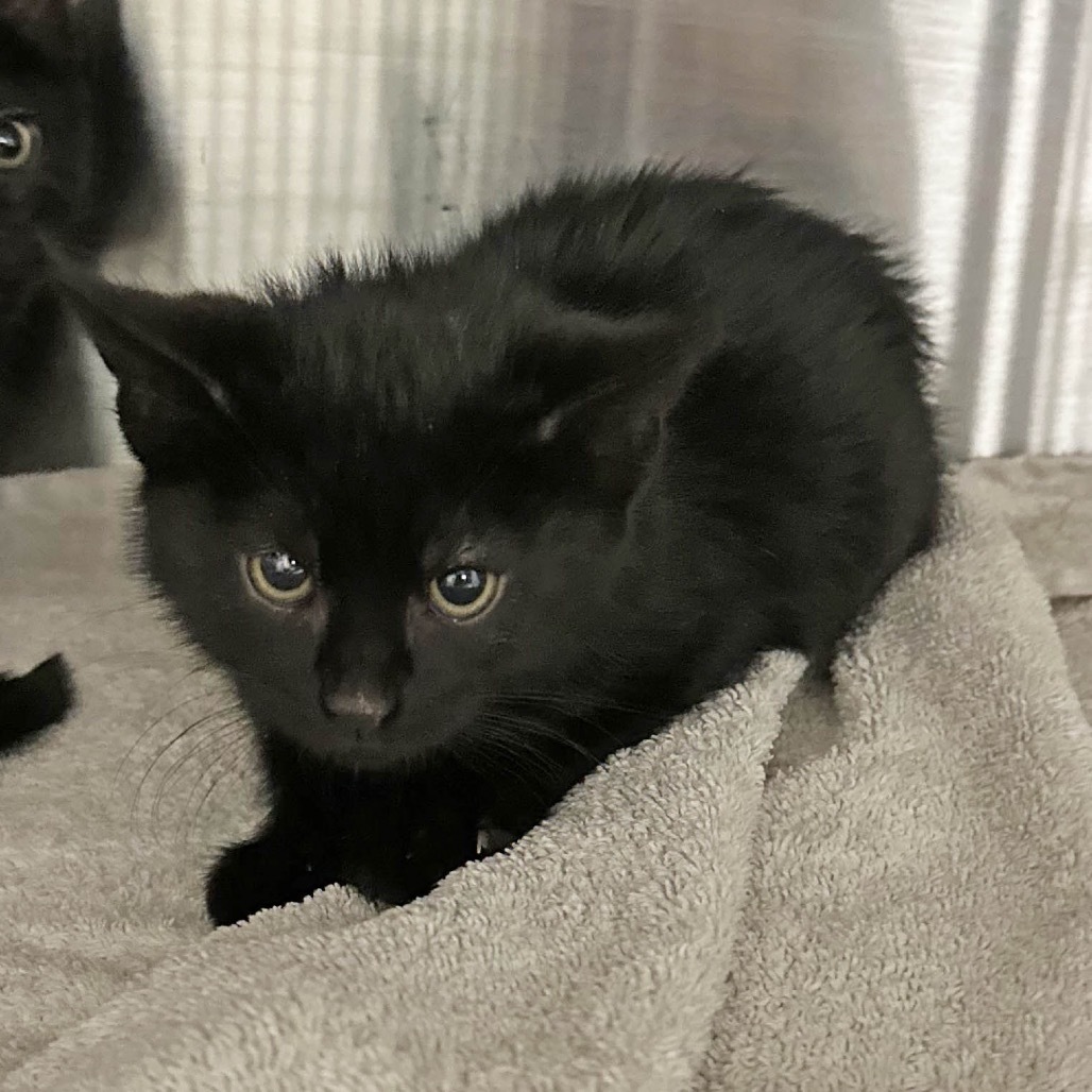 Jay, an adoptable Domestic Short Hair in Hailey, ID, 83333 | Photo Image 1