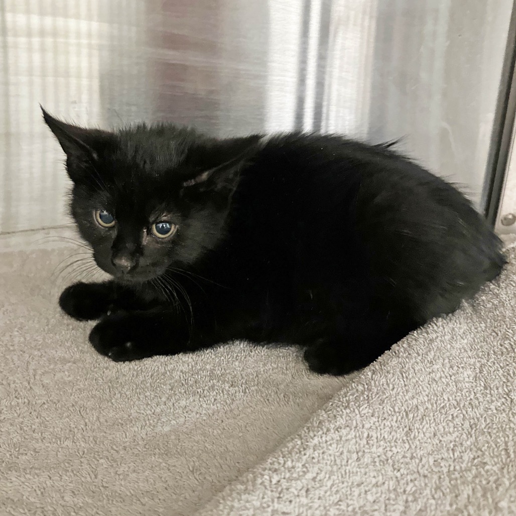 Jay, an adoptable Domestic Short Hair in Hailey, ID, 83333 | Photo Image 2