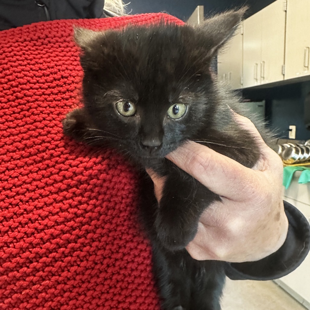 Jay, an adoptable Domestic Short Hair in Hailey, ID, 83333 | Photo Image 4