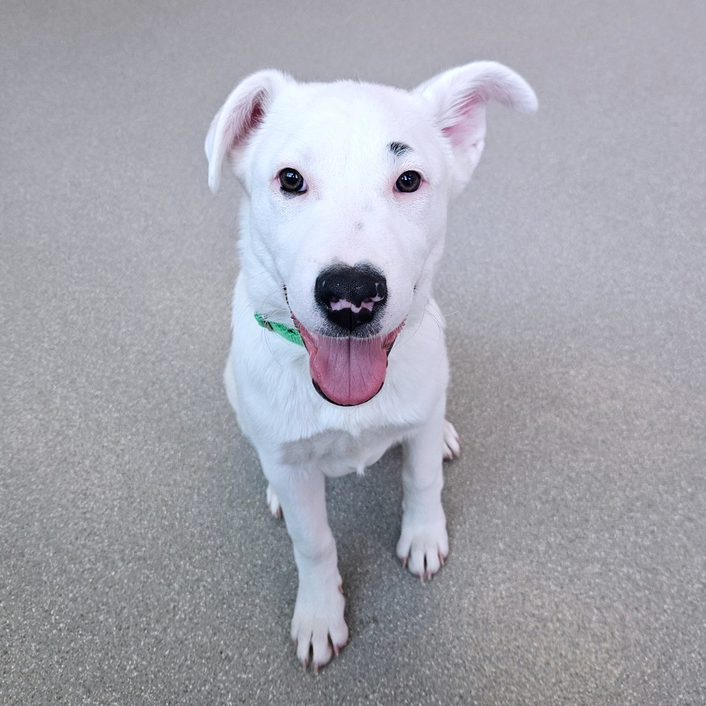 Rafiki, an adoptable Mixed Breed in Hailey, ID, 83333 | Photo Image 1