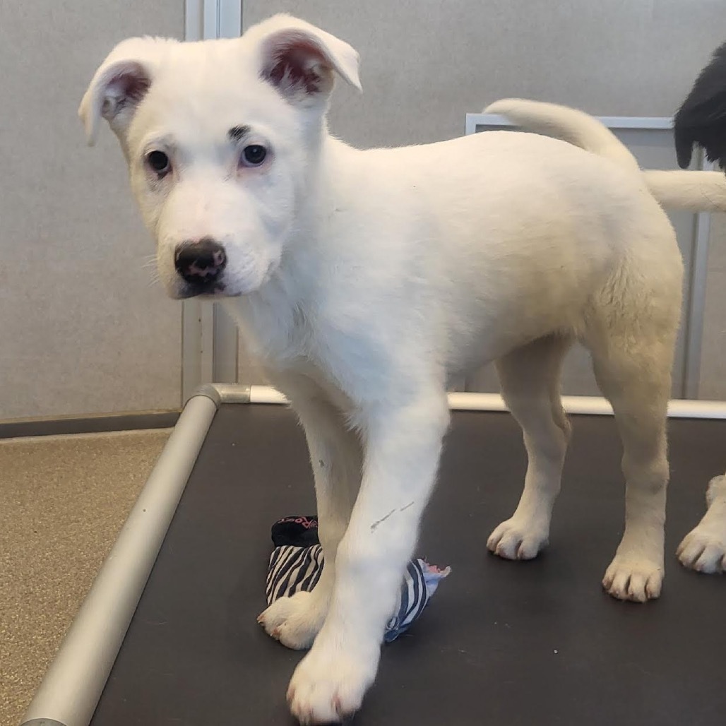 Rafiki, an adoptable Mixed Breed in Hailey, ID, 83333 | Photo Image 2