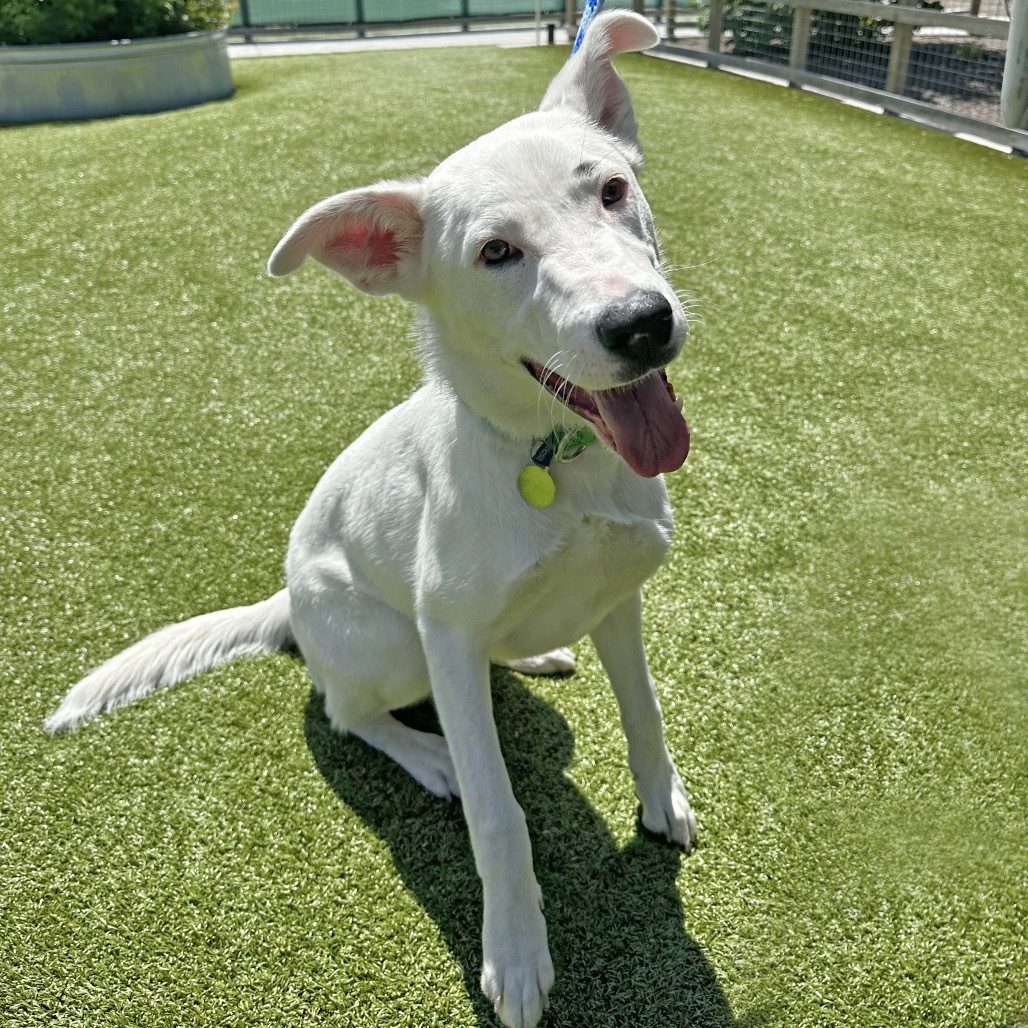 Rafiki, an adoptable Mixed Breed in Hailey, ID, 83333 | Photo Image 5