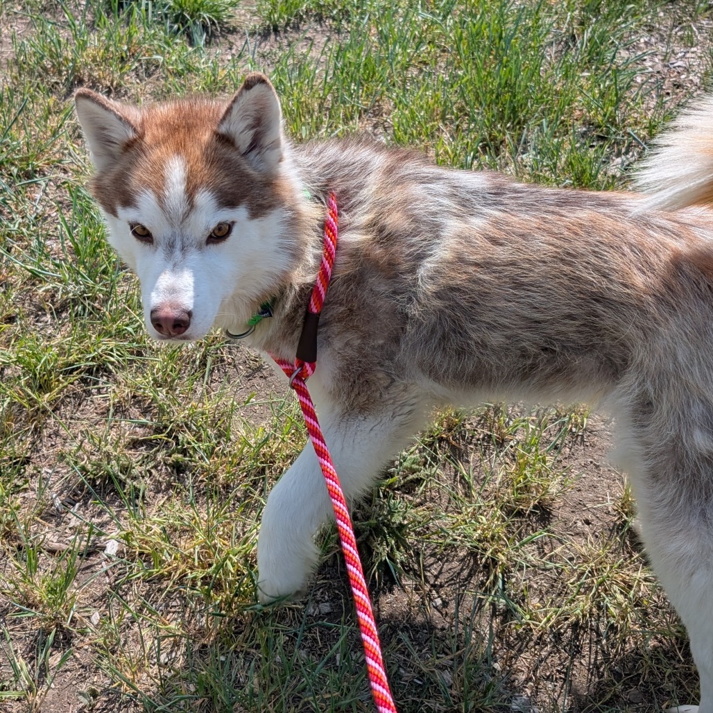 Zoe, an adoptable Mixed Breed in Hailey, ID, 83333 | Photo Image 2