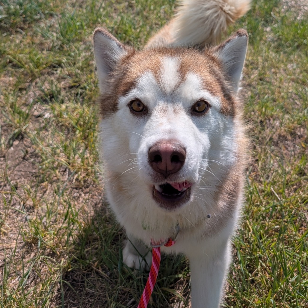 Zoe, an adoptable Mixed Breed in Hailey, ID, 83333 | Photo Image 3
