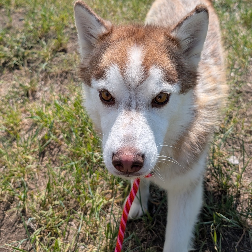 Zoe, an adoptable Mixed Breed in Hailey, ID, 83333 | Photo Image 4