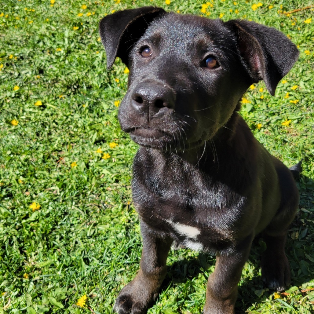 Blue, an adoptable Mixed Breed in Hailey, ID, 83333 | Photo Image 1