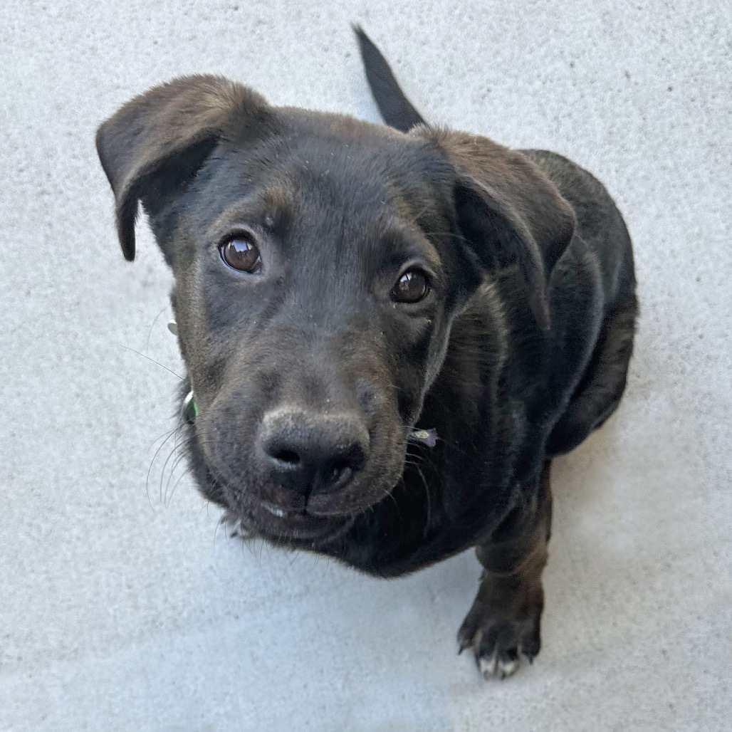 Blue, an adoptable Mixed Breed in Hailey, ID, 83333 | Photo Image 2
