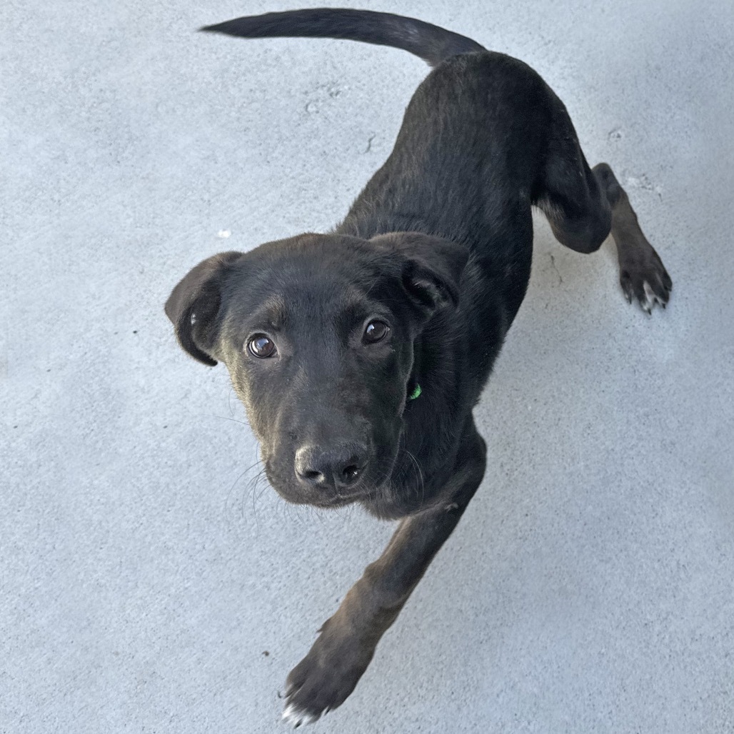 Blue, an adoptable Mixed Breed in Hailey, ID, 83333 | Photo Image 3