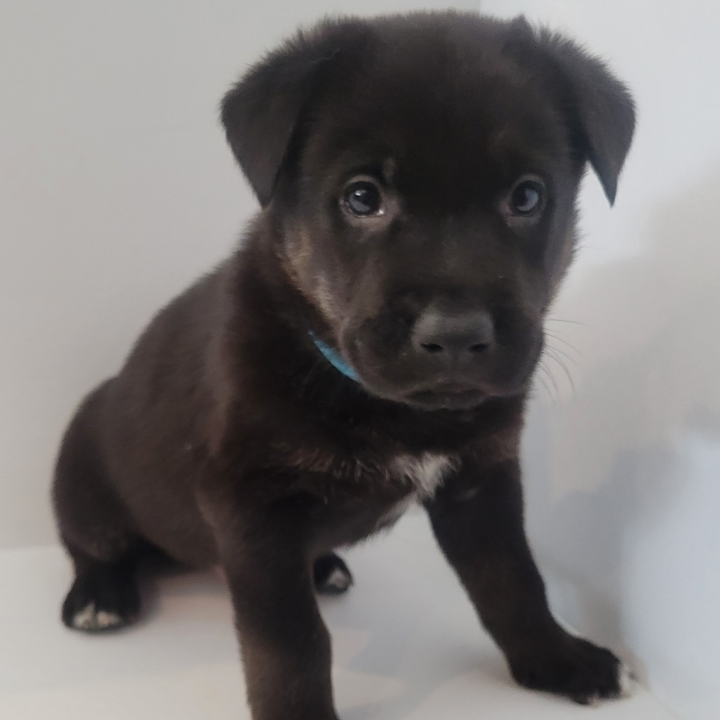 Blue, an adoptable Mixed Breed in Hailey, ID, 83333 | Photo Image 5