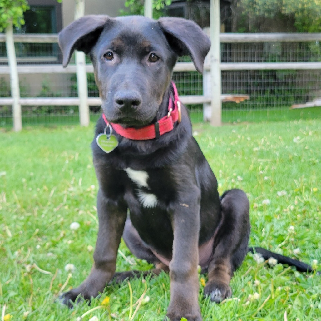 Blue, an adoptable Mixed Breed in Hailey, ID, 83333 | Photo Image 6