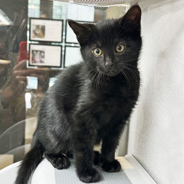 Pet Image