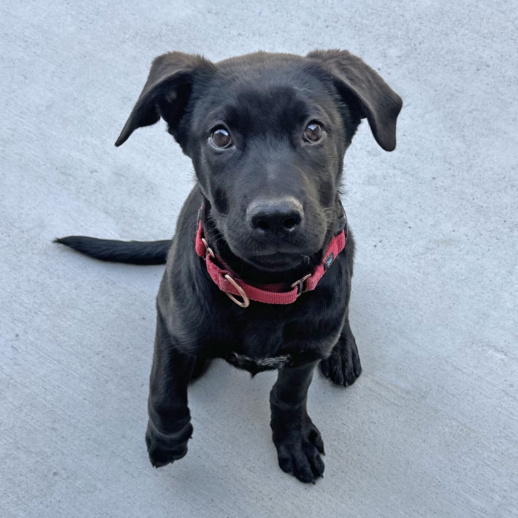 Joe, an adoptable Mixed Breed in Hailey, ID, 83333 | Photo Image 1