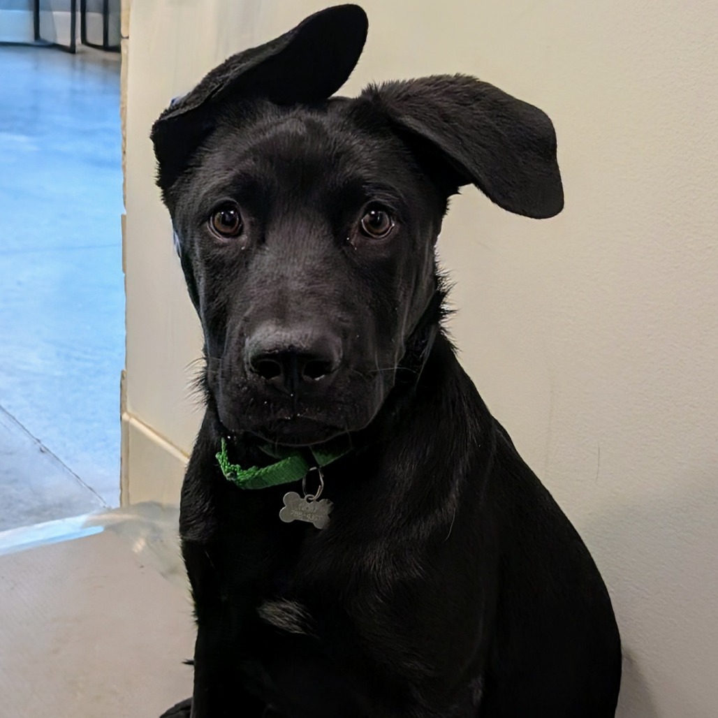 Joe, an adoptable Mixed Breed in Hailey, ID, 83333 | Photo Image 1