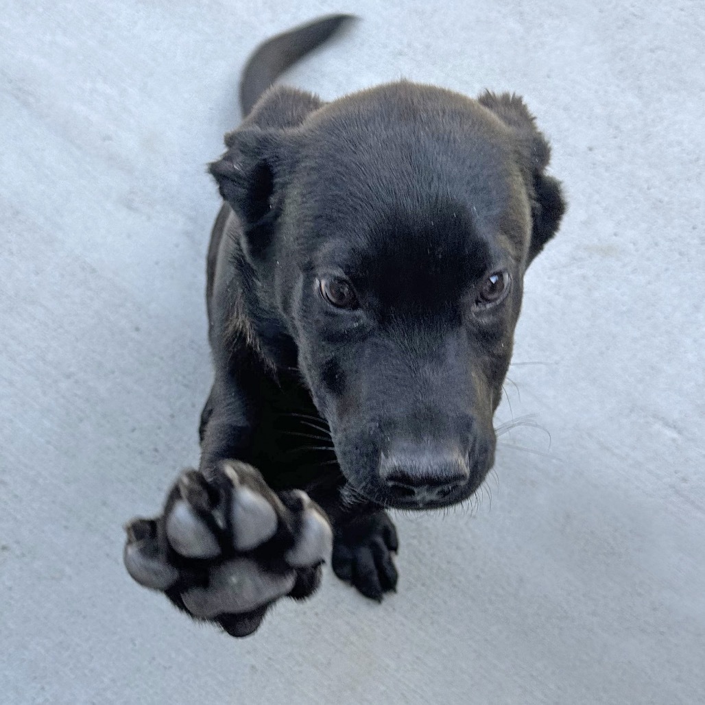 Joe, an adoptable Mixed Breed in Hailey, ID, 83333 | Photo Image 2