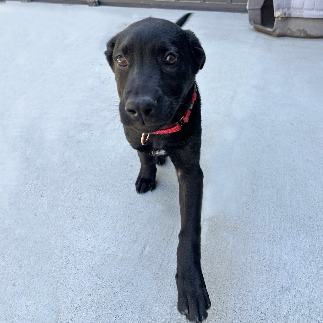 Joe, an adoptable Mixed Breed in Hailey, ID, 83333 | Photo Image 3