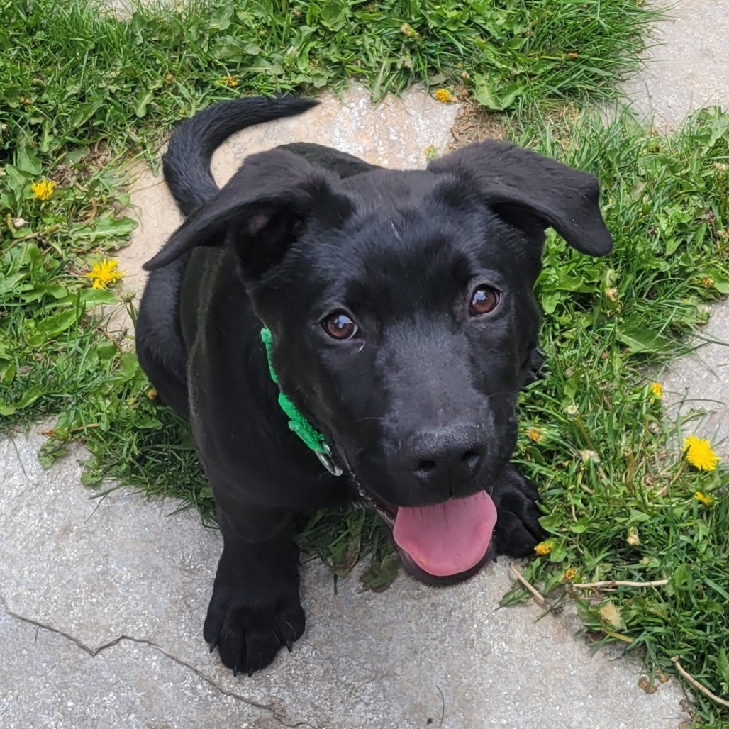 Joe, an adoptable Mixed Breed in Hailey, ID, 83333 | Photo Image 4