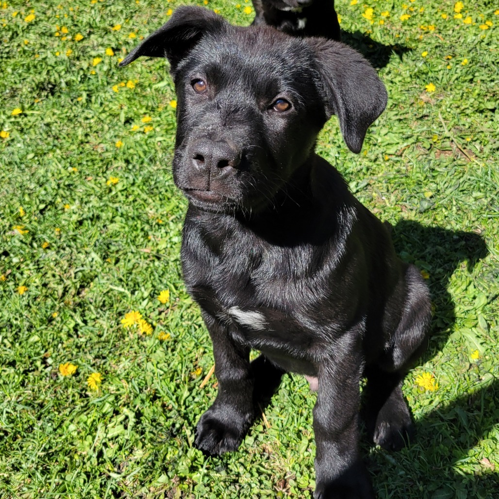 Joe, an adoptable Mixed Breed in Hailey, ID, 83333 | Photo Image 5