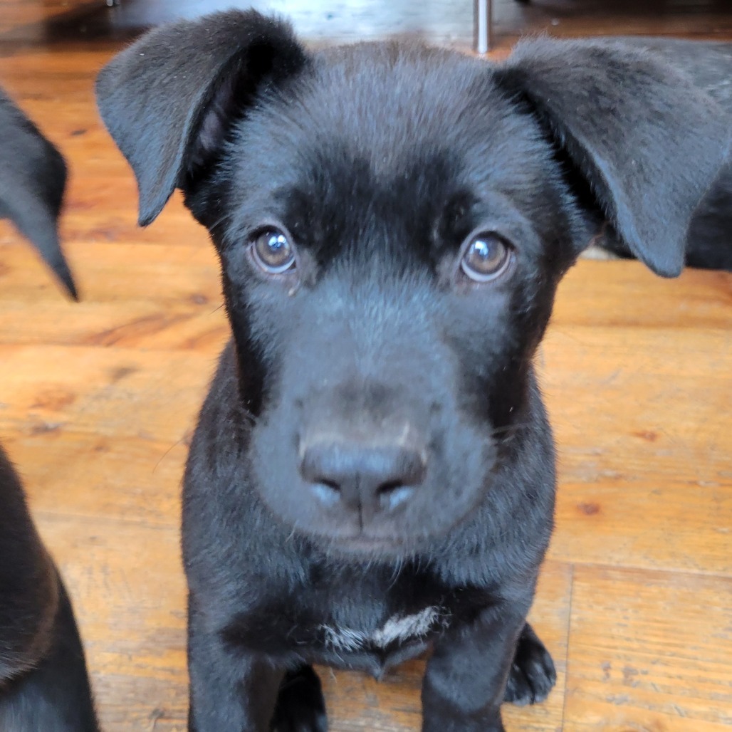 Joe, an adoptable Mixed Breed in Hailey, ID, 83333 | Photo Image 6