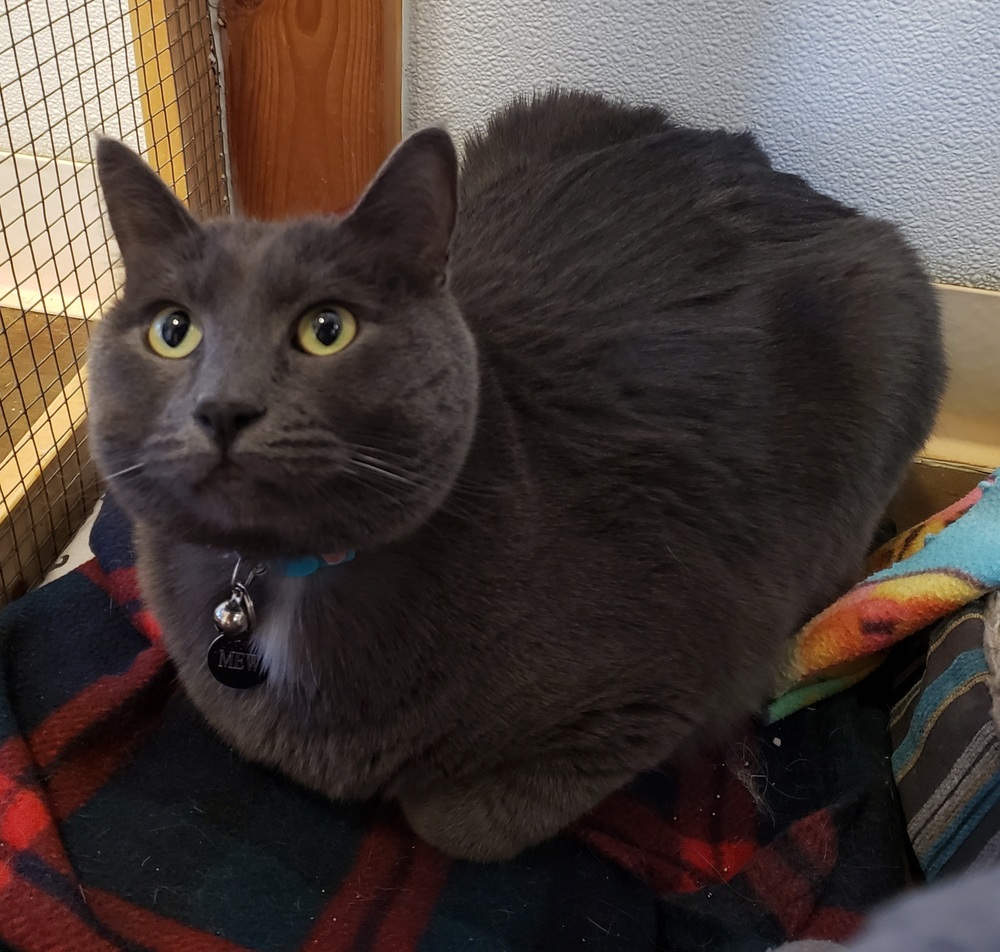 Mew, an adoptable Domestic Short Hair in Challis, ID, 83226 | Photo Image 1