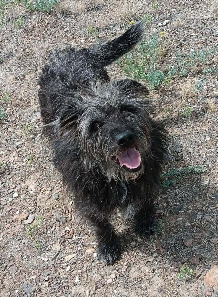 Maybe, an adoptable Terrier in Challis, ID, 83226 | Photo Image 1