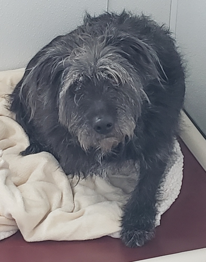 Maybe, an adoptable Terrier in Challis, ID, 83226 | Photo Image 2