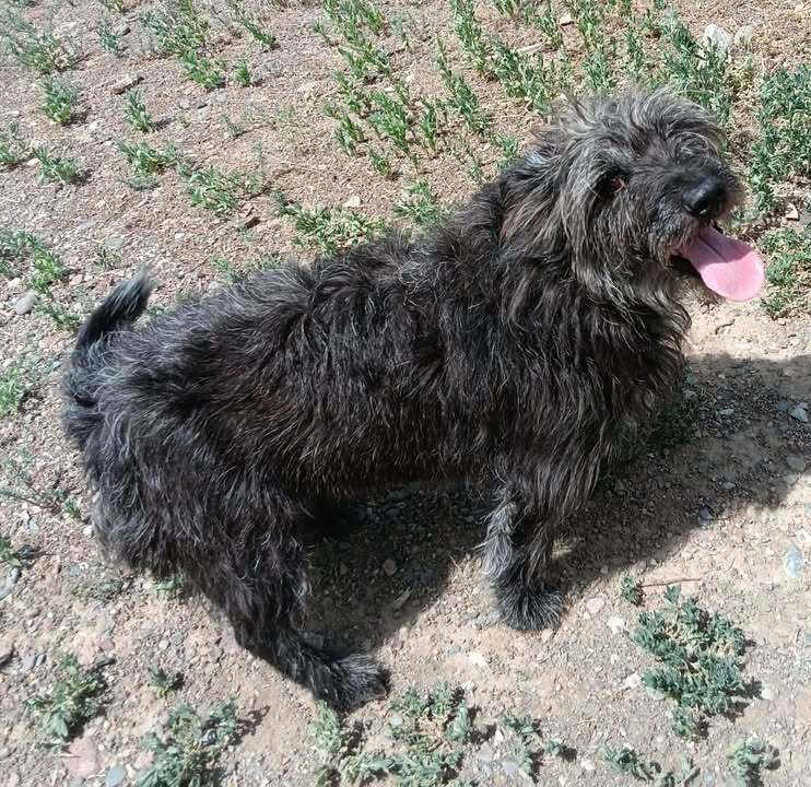 Maybe, an adoptable Terrier in Challis, ID, 83226 | Photo Image 2