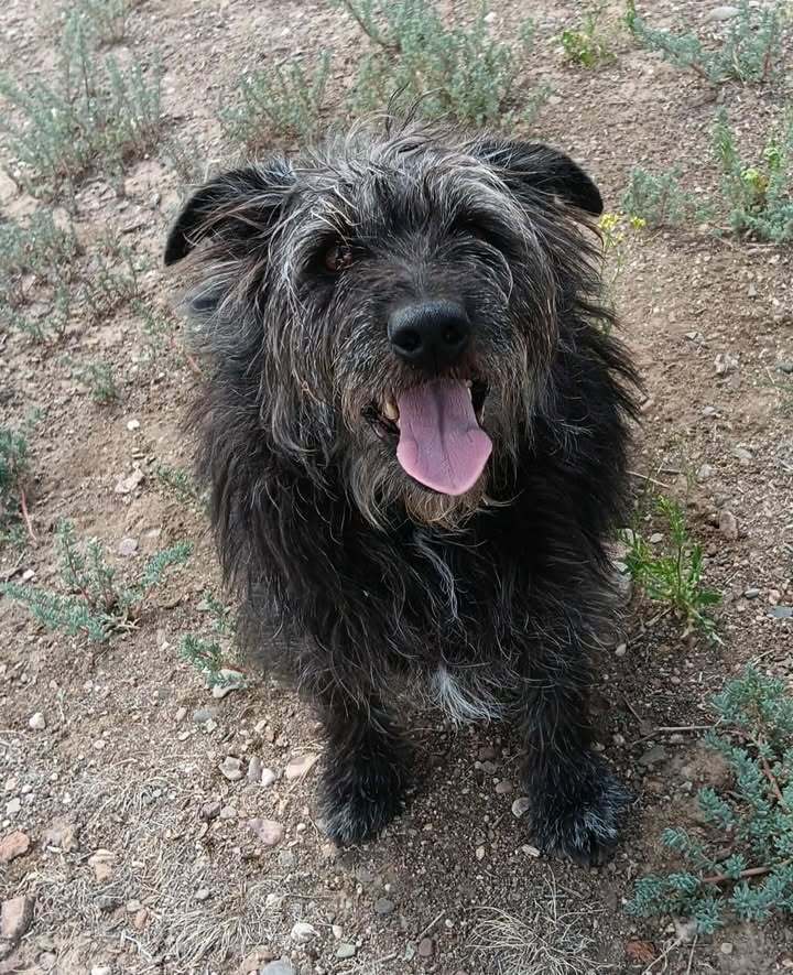 Maybe, an adoptable Terrier in Challis, ID, 83226 | Photo Image 3