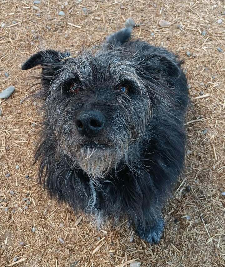 Maybe, an adoptable Terrier in Challis, ID, 83226 | Photo Image 4