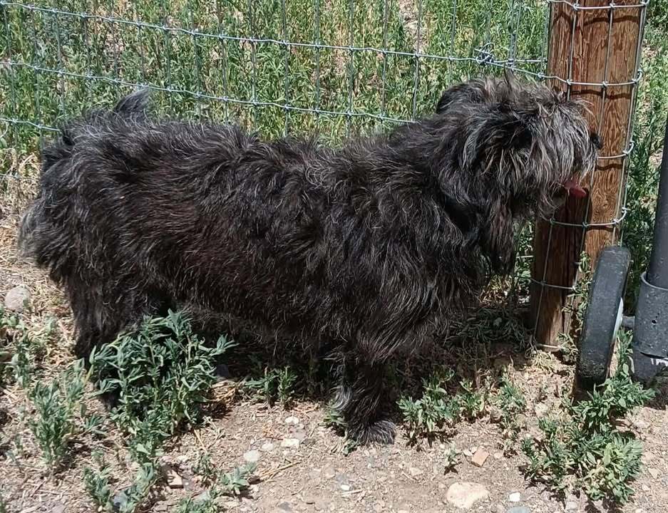 Maybe, an adoptable Terrier in Challis, ID, 83226 | Photo Image 5