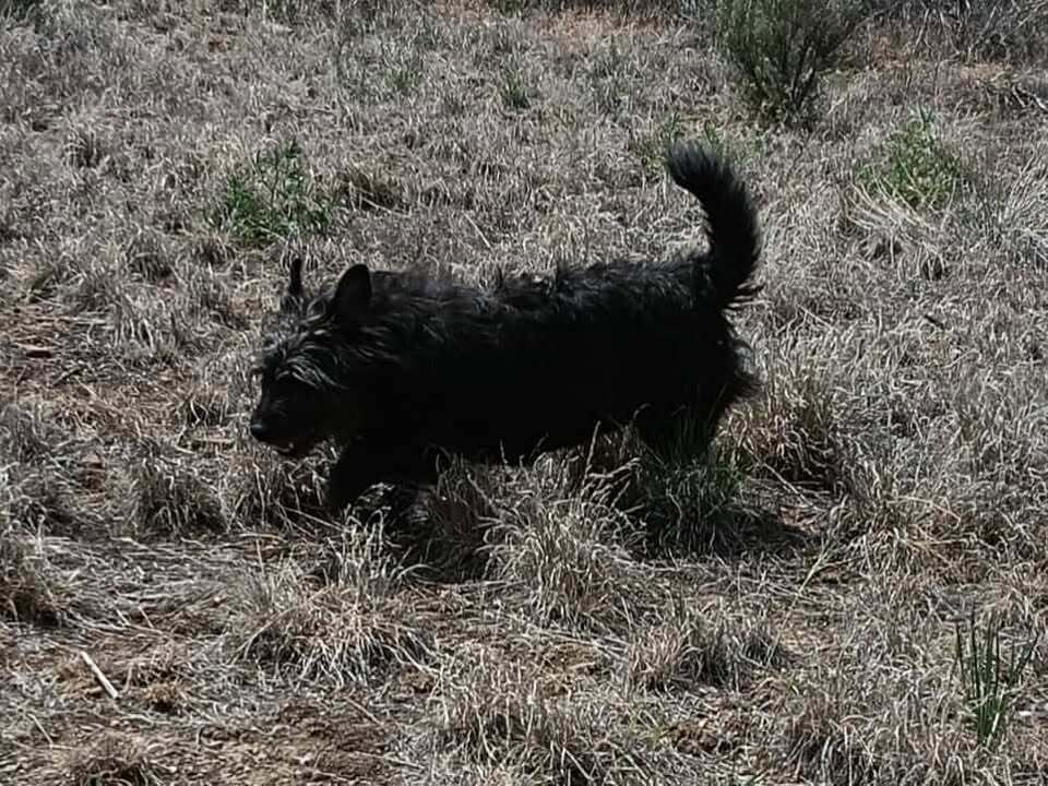 Maybe, an adoptable Terrier in Challis, ID, 83226 | Photo Image 6
