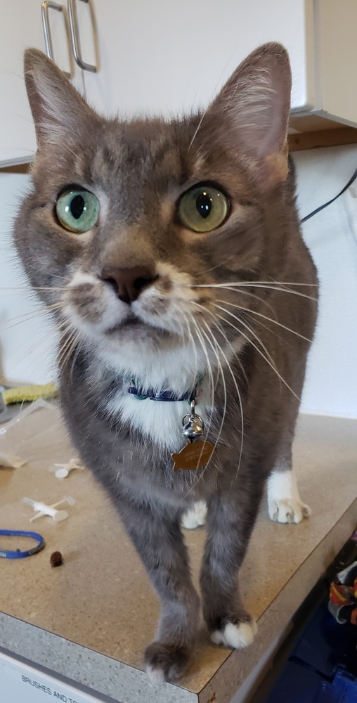 Ivan, an adoptable Domestic Short Hair in Challis, ID, 83226 | Photo Image 1