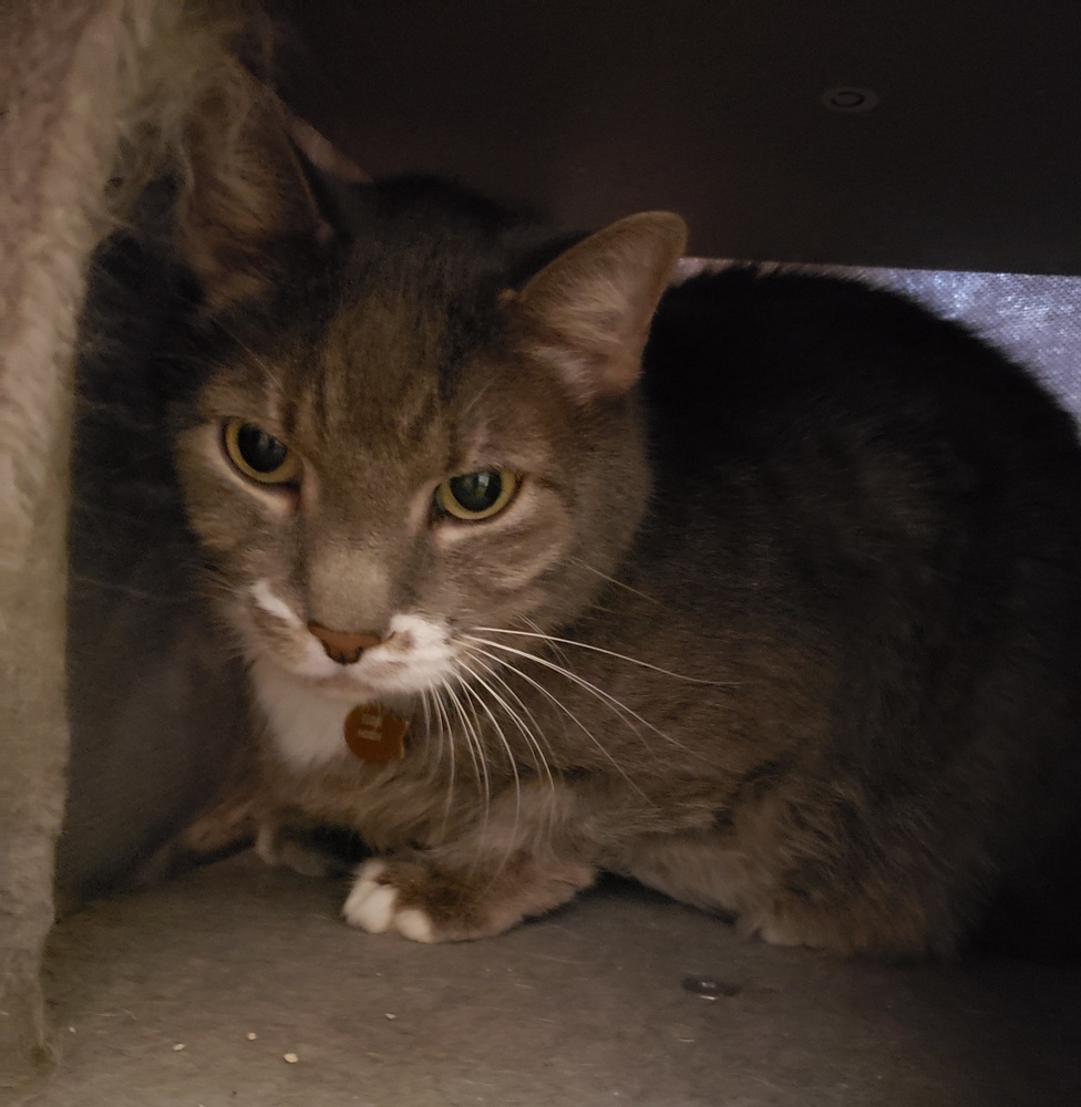 Ivan, an adoptable Domestic Short Hair in Challis, ID, 83226 | Photo Image 2