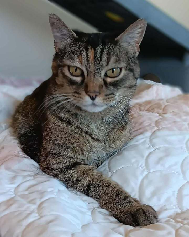 Janie, an adoptable Domestic Short Hair in Challis, ID, 83226 | Photo Image 1