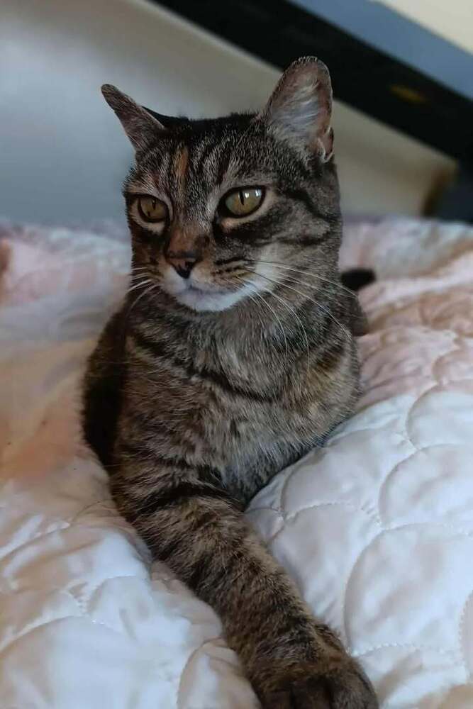 Janie, an adoptable Domestic Short Hair in Challis, ID, 83226 | Photo Image 2