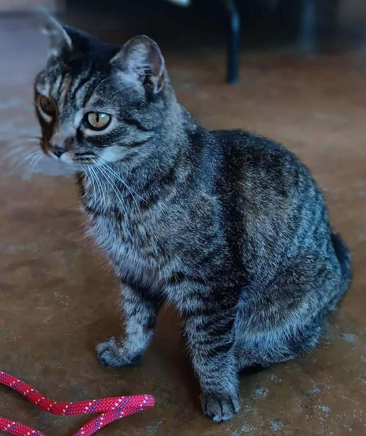 Janie, an adoptable Domestic Short Hair in Challis, ID, 83226 | Photo Image 3
